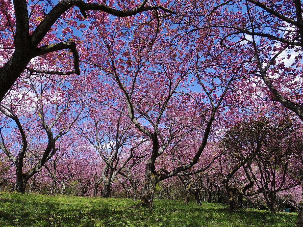 🌸 시즈미네 후루사토 공원 (静峰ふるさと公園) 이미지 7